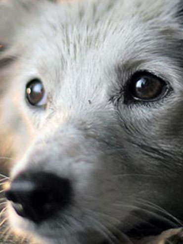 RSPCA